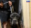 Вытащили собаку из-под завалов