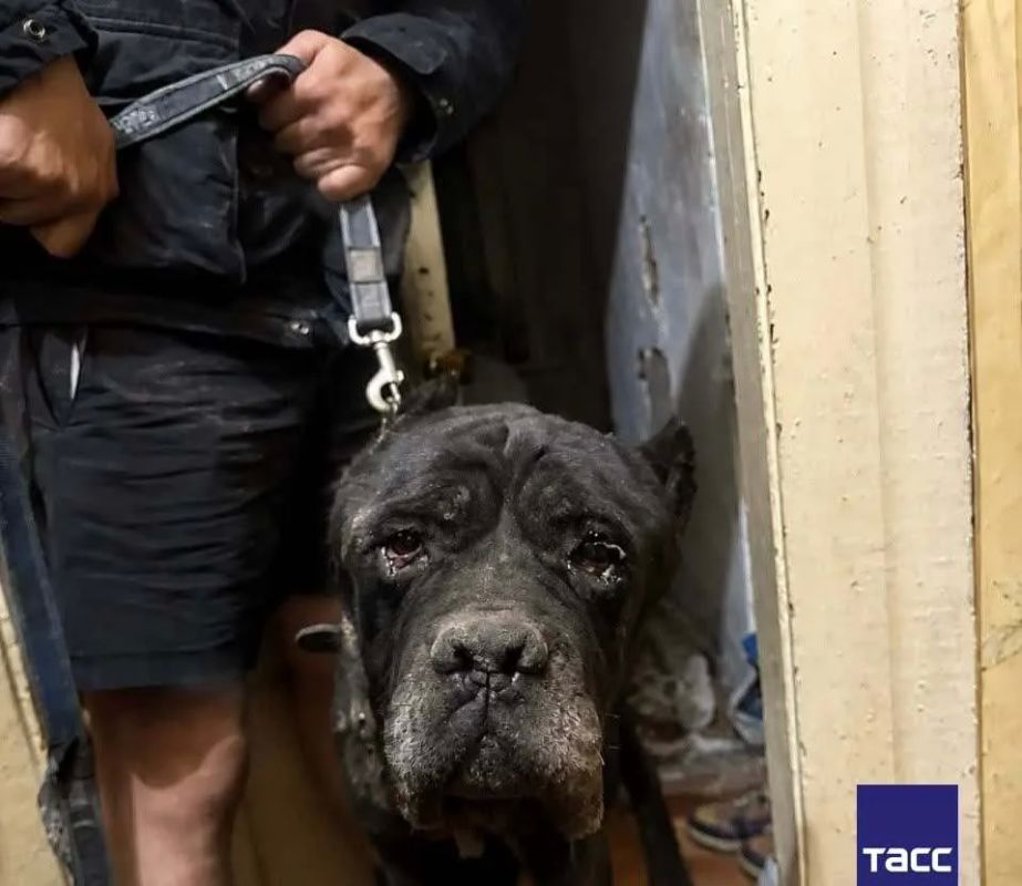 Спасатели муниципальной аварийно-спасательной службы (МАСС) накануне оказали помощь на месте обрушения перекрытия двухэтажного дома в Новосибирске, где под массивными завалами осталась собака породы кане-корсо
