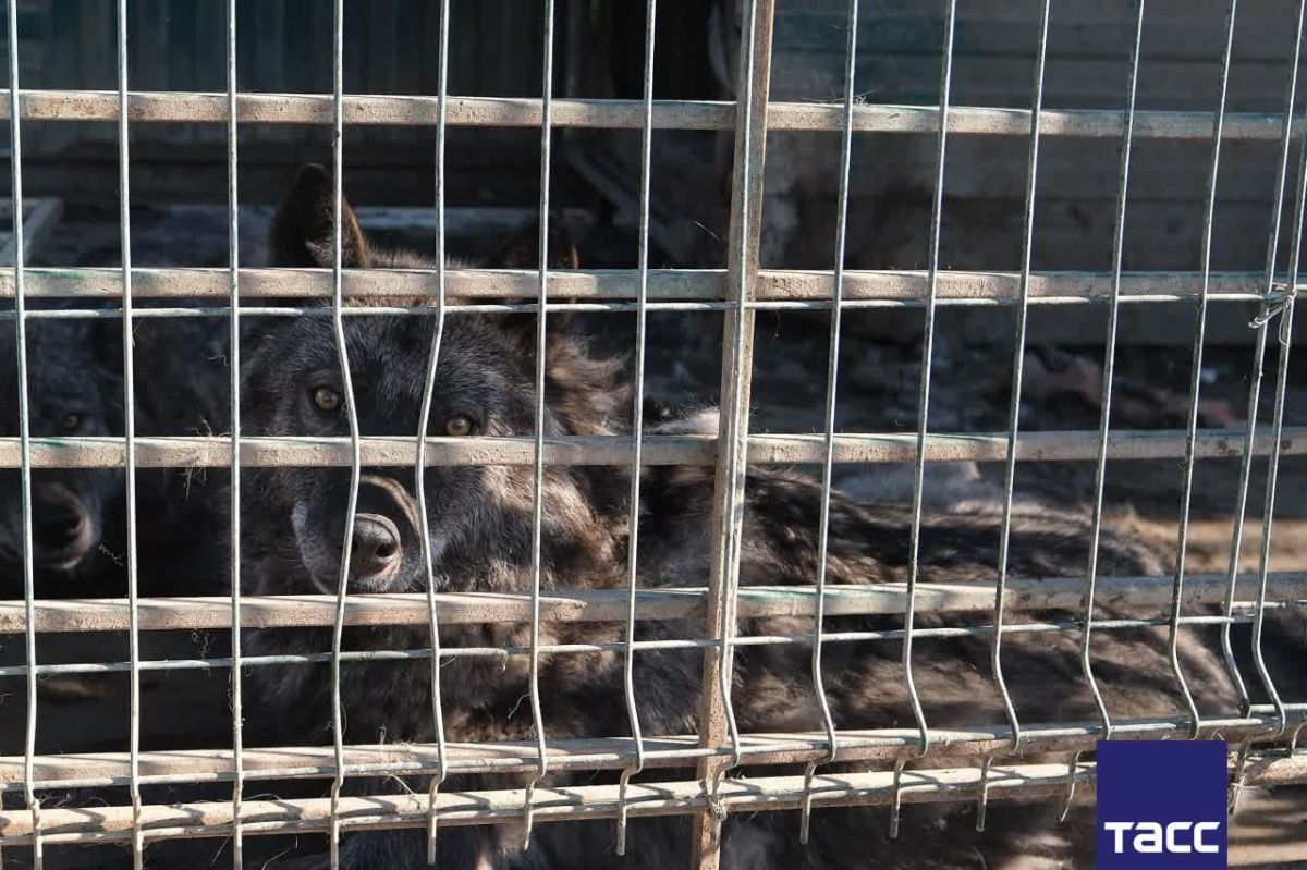 Томский суд по иску прокуратуры закрыл признанный незаконным мини-зоопарк при кафе-шашлычной "Гоар" на въезде в Томск, где содержались волки, медведи и пятнистые олени, сообщили ТАСС в областной прокуратуре Томский суд по иску прокуратуры закрыл признанный незаконным мини-зоопарк при кафе-шашлычной "Гоар" на въезде в Томск, где содержались волки, медведи и пятнистые олени, сообщили ТАСС в областной прокуратуре