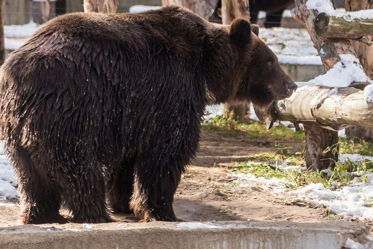 Как доложил начальник управления по охране животного мира и особо охраняемых природных территорий минприроды Семён Доплер, за период с 2017 по 2026 год численность бурого медведя в регионе увеличилась на 382 особи, или на 25%