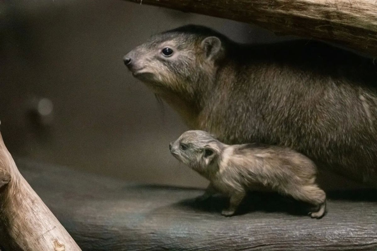 Даманы – ближайшие родственники слонов Даманы – ближайшие родственники слонов