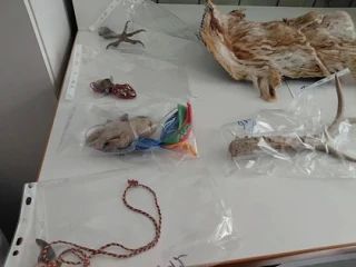 Крокодилы в чемодане и шпага из Франции: что таможенники конфисковали у пассажиров, прилетевших в Новосибирск Крокодилы в чемодане и шпага из Франции: что таможенники конфисковали у пассажиров, прилетевших в Новосибирск