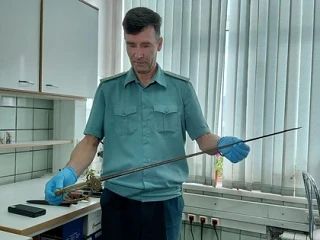 Крокодилы в чемодане и шпага из Франции: что таможенники конфисковали у пассажиров, прилетевших в Новосибирск Крокодилы в чемодане и шпага из Франции: что таможенники конфисковали у пассажиров, прилетевших в Новосибирск