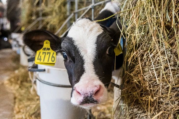 Бердский суд наказал фермера за очаг эпидемии бруцеллеза под Новосибирском