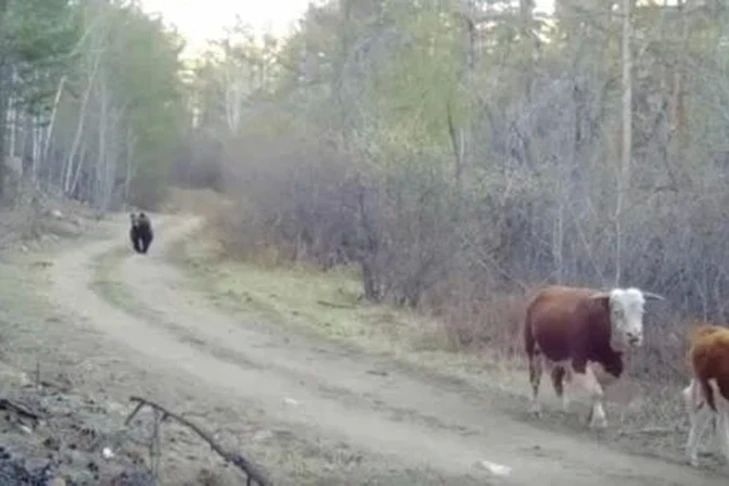 Не выпускать скот на выпас из-за медведей попросили фермеров под Новосибирском