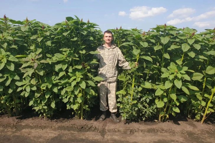 Урожай священных зерен инков вырастил ученый под Новосибирском