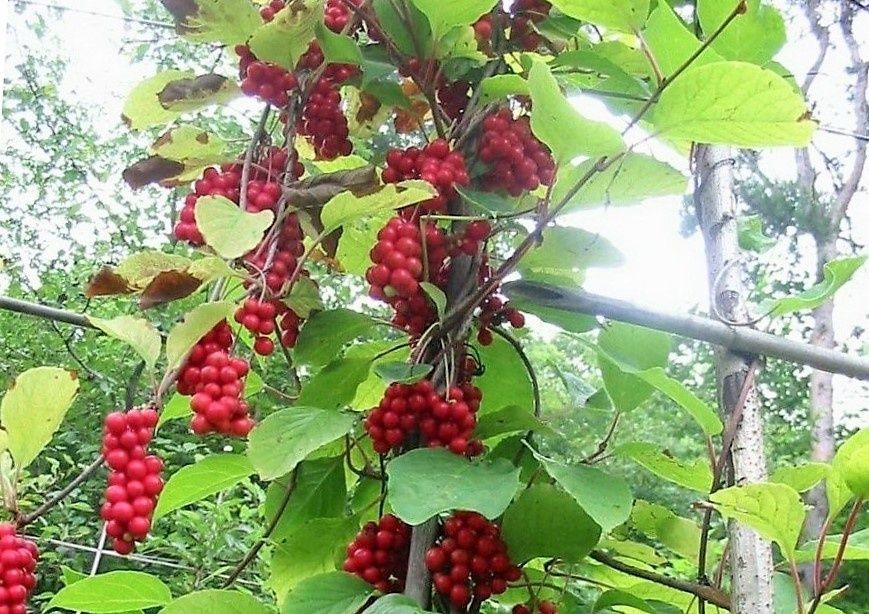 Лимонник китайский: драгоценная лиана для здоровья и долголетия