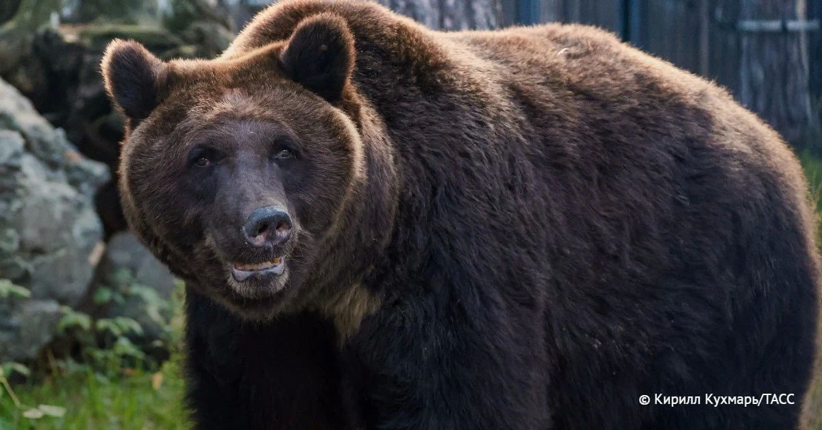 Режим повышенной готовности ввели в Новосибирской области из-за участившихся выходов бурых медведей к населенным пунктам, сообщили в правительстве региона