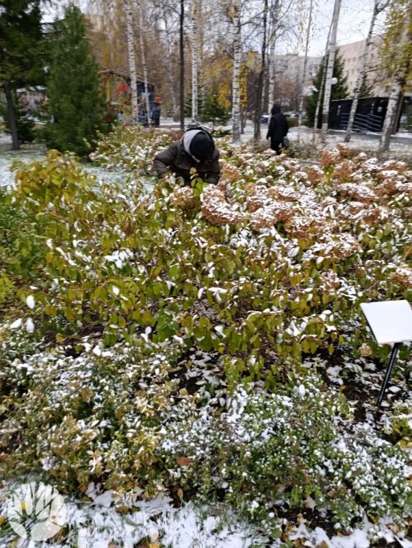 В городских парках готовят растения к зиме