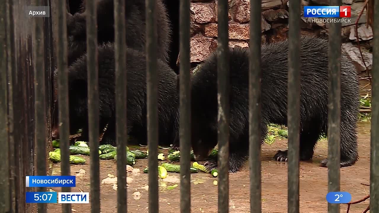 Согреем животных вместе. Новосибирский зоопарк собирает тёплые вещи для животных: пледы, одеяла, покрывала, а ещё полотенца и пелёнки