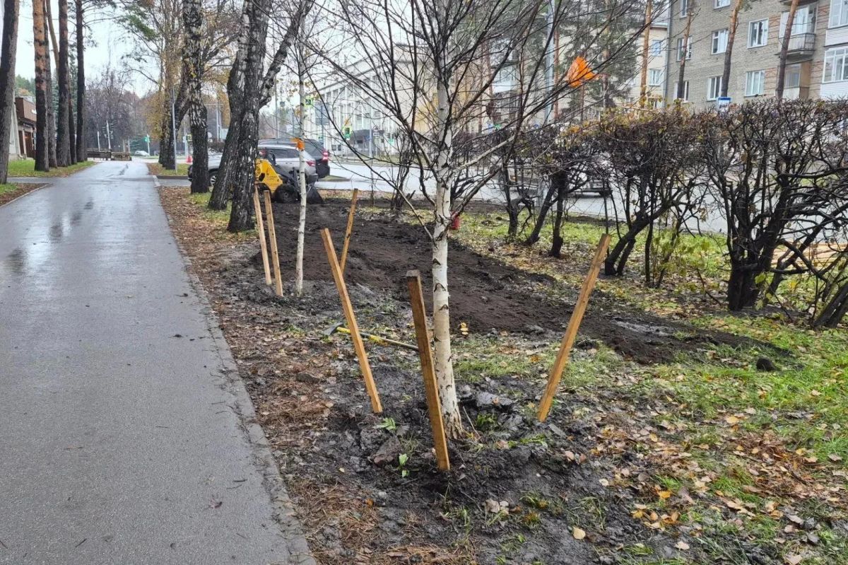 Молодые берёзы высаживают на Морском проспекте в Новосибирске Молодые берёзы высаживают на Морском проспекте в Новосибирске